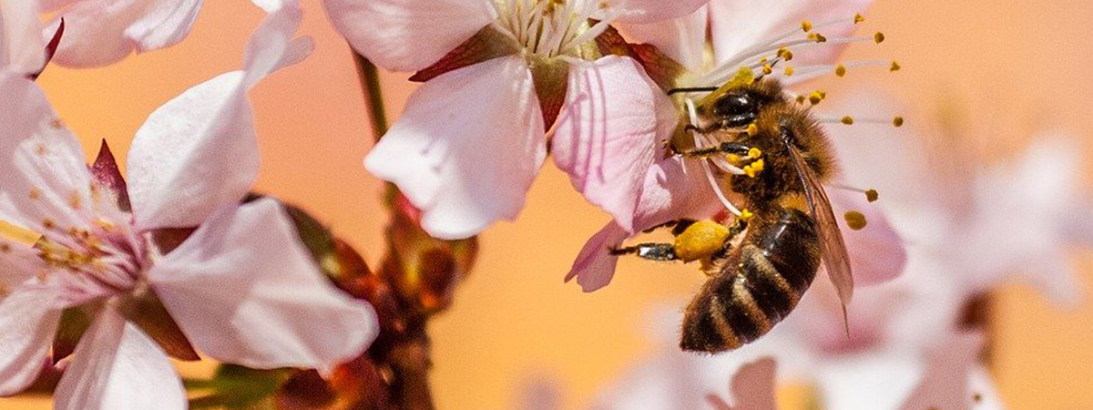 ￼Sharing the Healing Potential of Bee Propolis