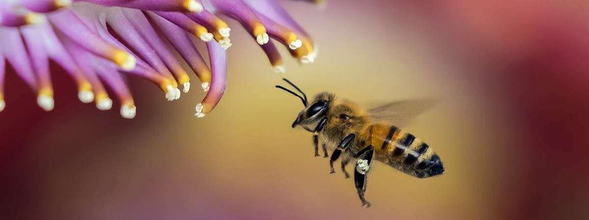 ￼Sharing the Healing Potential of Bee Propolis
